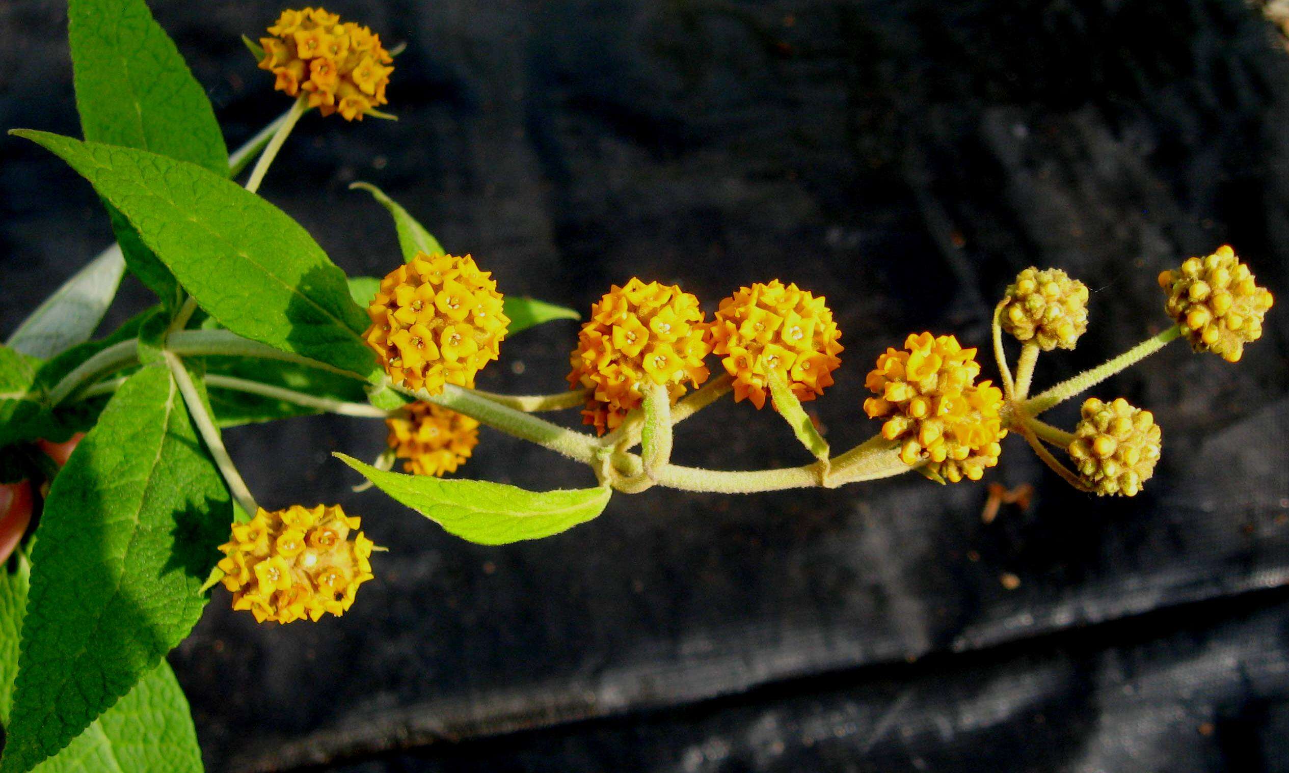 Sivun Buddleja araucana Phil. kuva