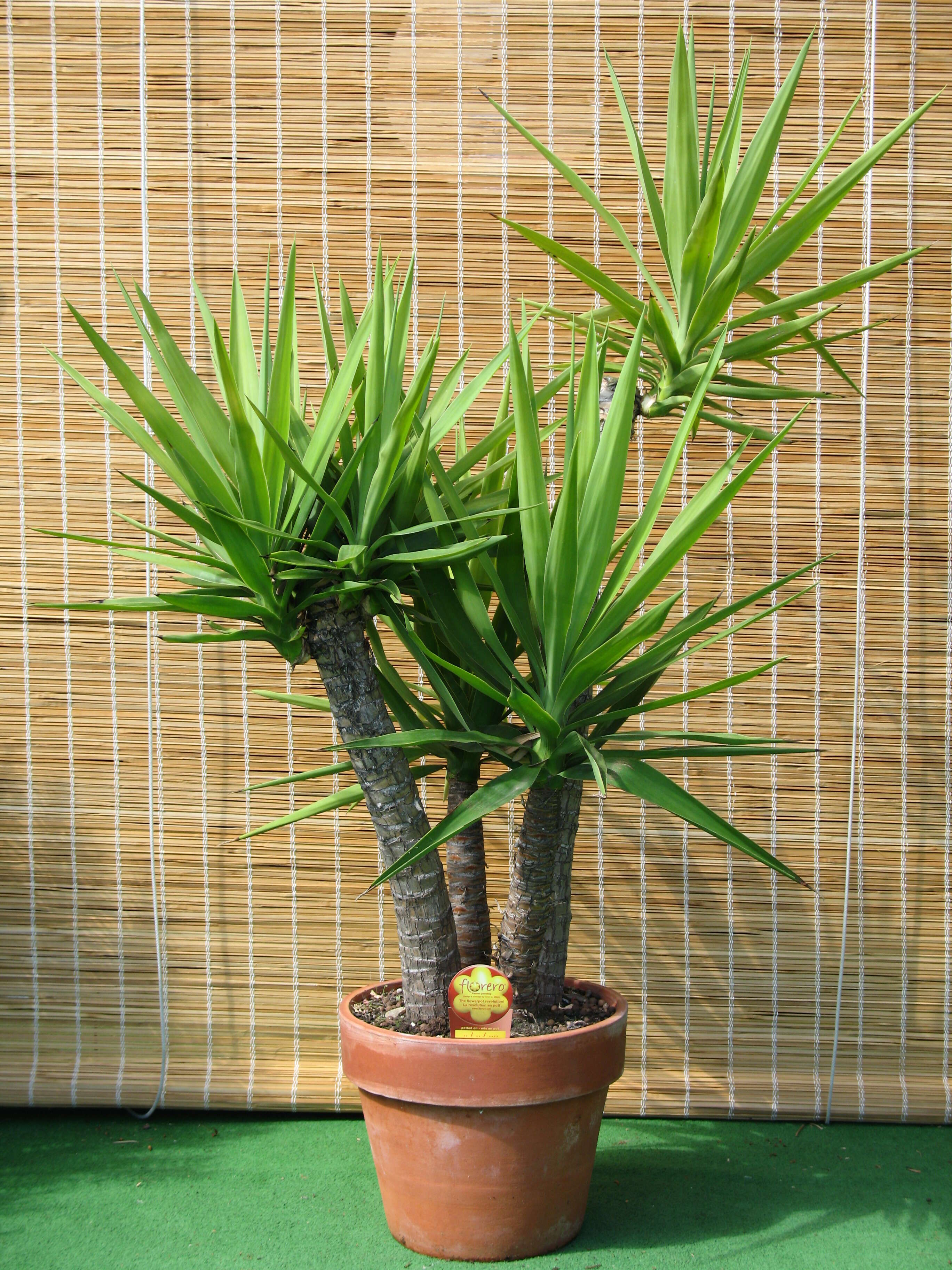 Image of moundlily yucca