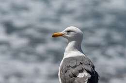 Image of Larus occidentalis occidentalis Audubon 1839