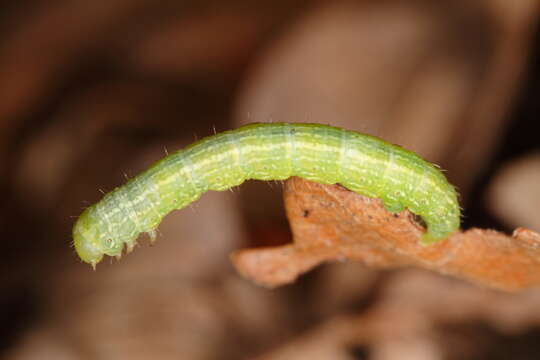 Image of winter moth