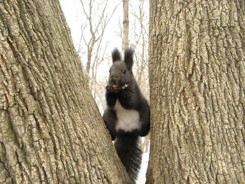 Image de Sciurus vulgaris mantchuricus Thomas 1909