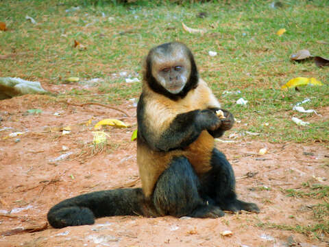 Image of Buff-headed Capuchin