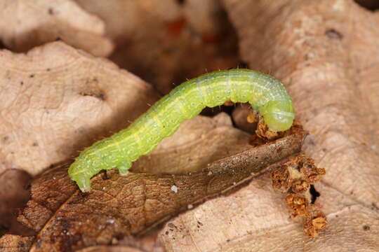 Image of winter moth