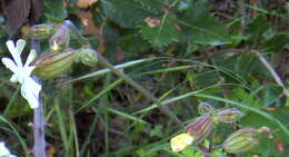 Image of Bladder Campion