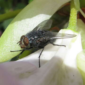 Image of Blue bottle fly