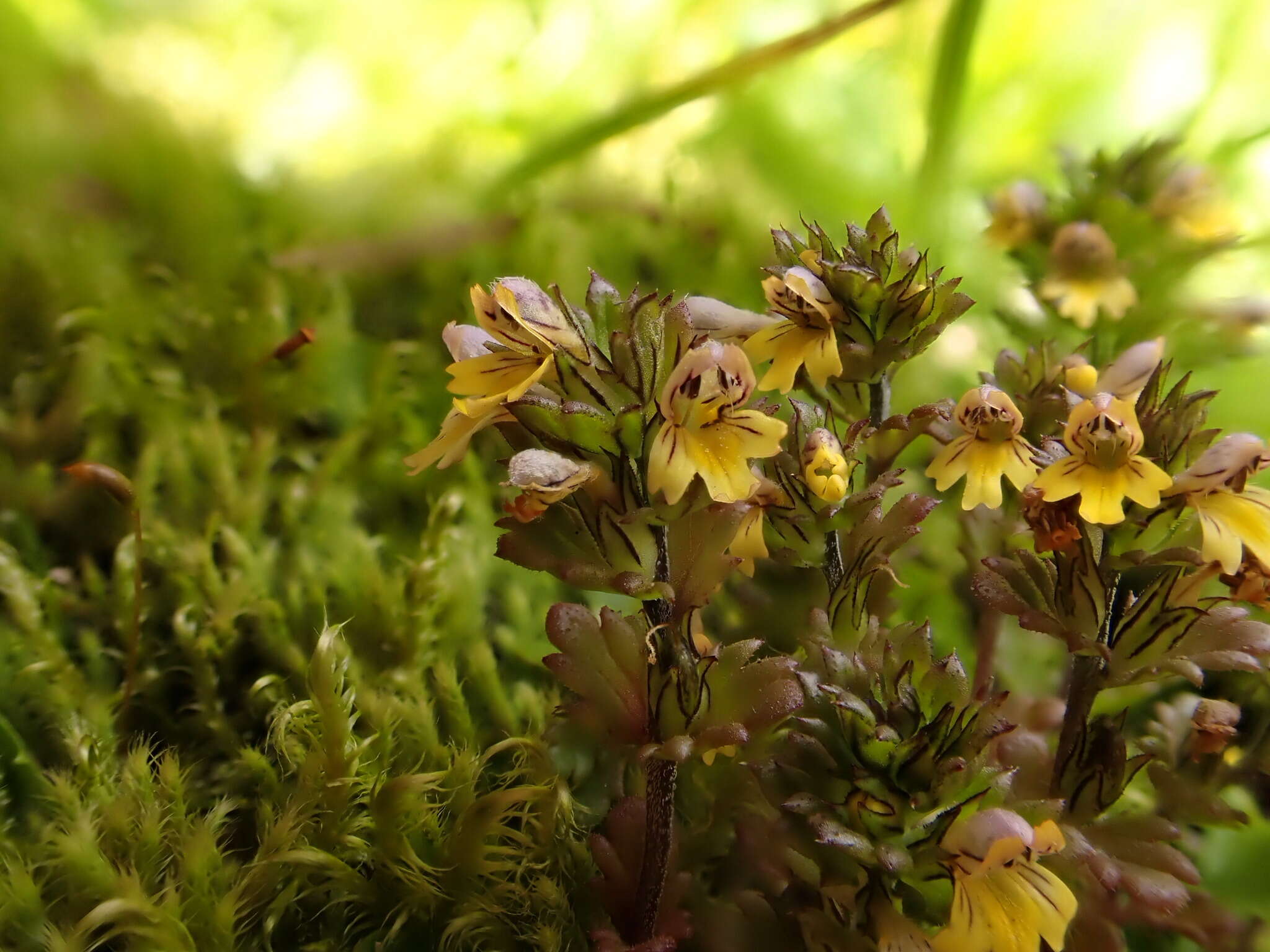 Imagem de Euphrasia minima Jacq. ex DC.