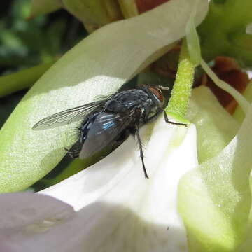 Image of Blue bottle fly