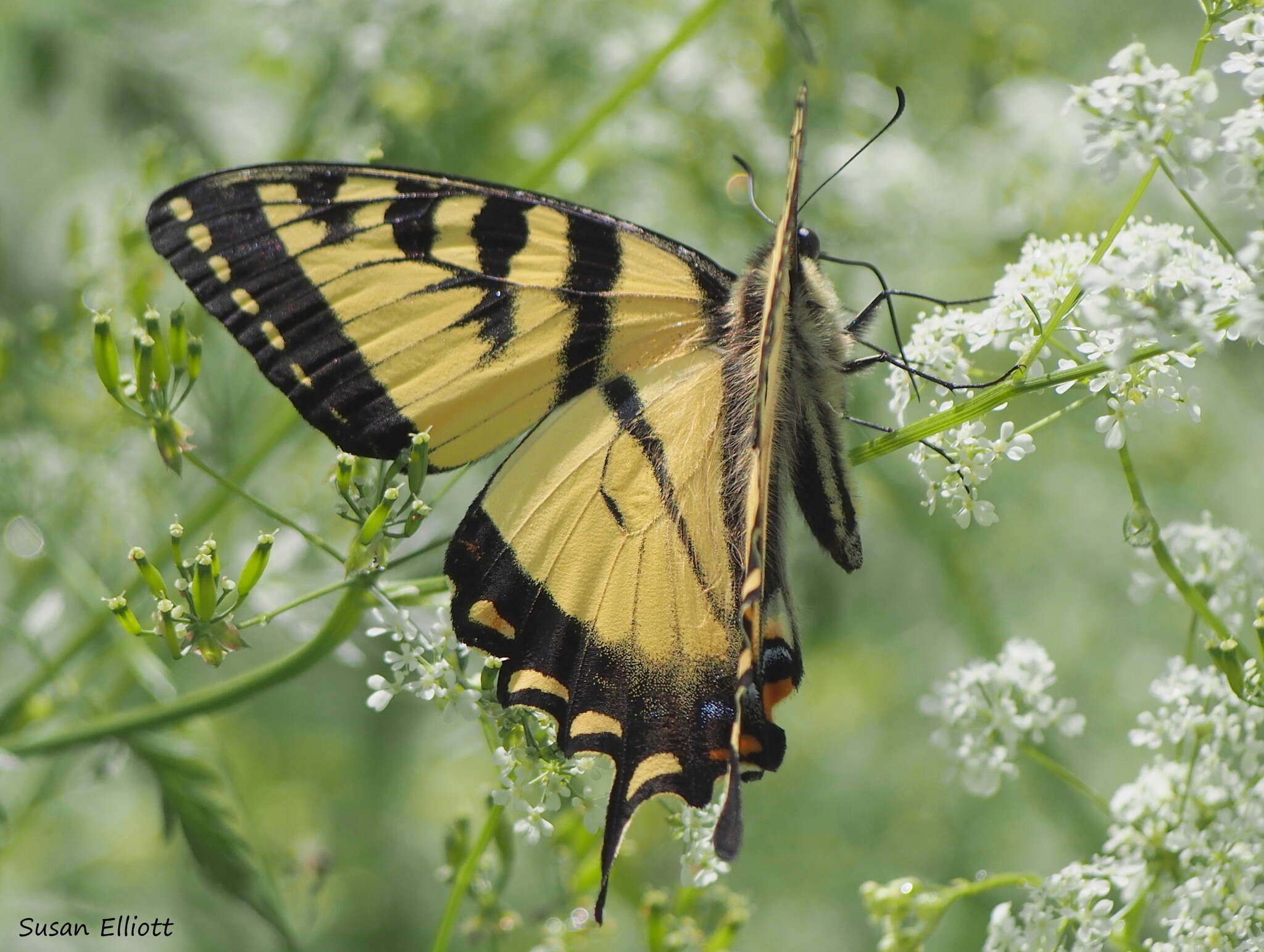 Image de Papillon tigré du Canada