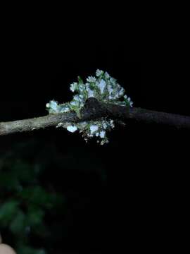 Image of Heterodermia comosa (Eschw.) Follmann & Redón