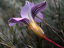 Image of Romulea atrandra var. esterhuyseniae M. P. de Vos