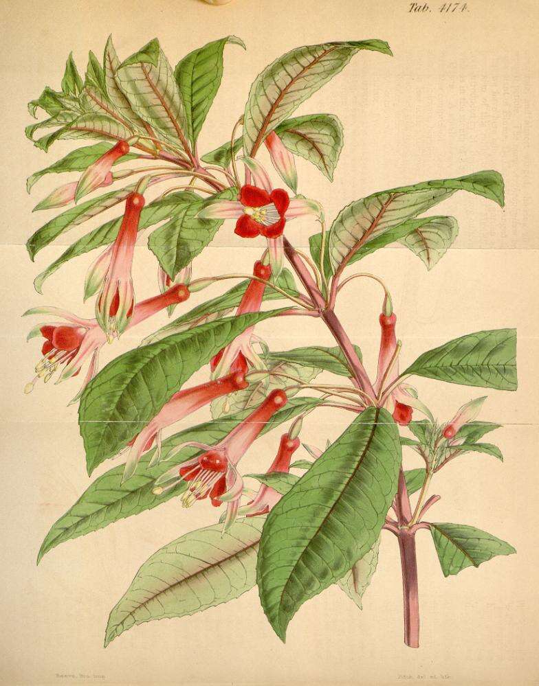 Image of Fuchsia