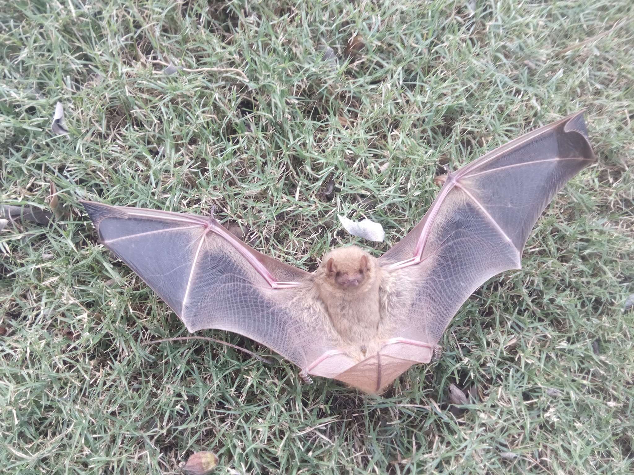 Image of Western Yellow Bat