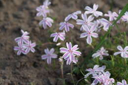 Image of moss phlox