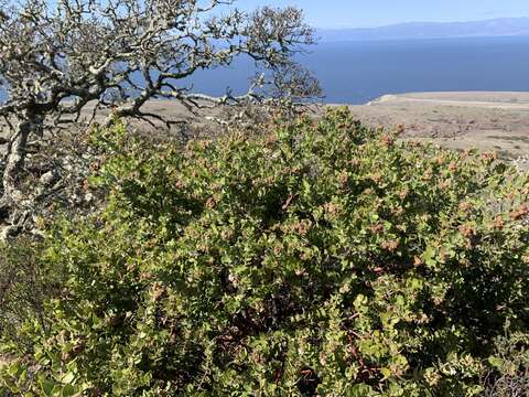 Image of whitehair manzanita