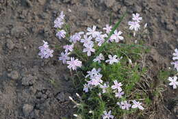 Image of moss phlox