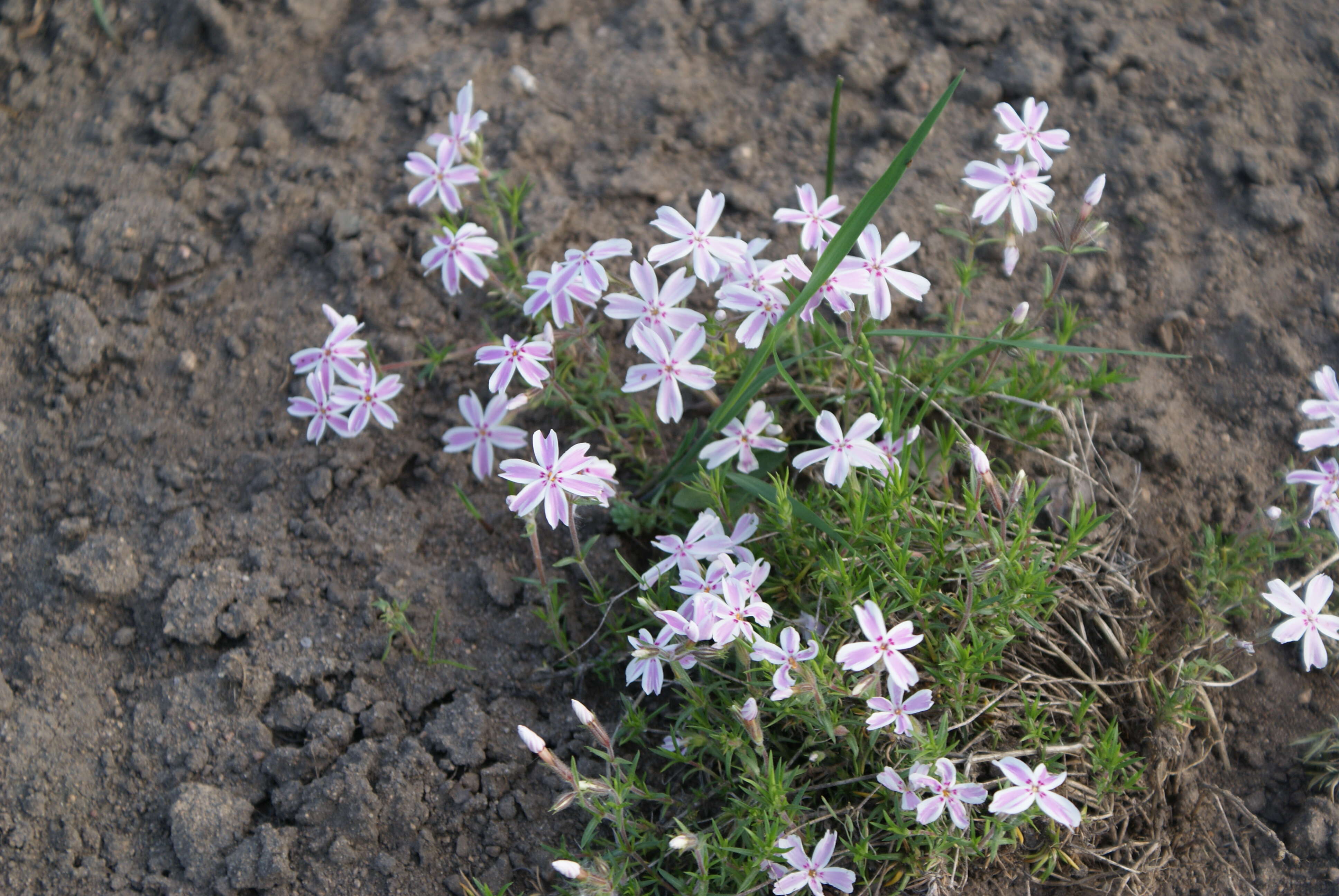 Image of moss phlox