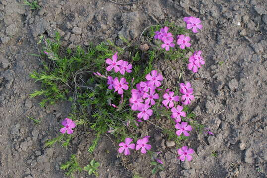 Image of moss phlox