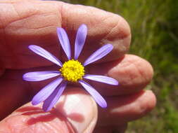 Image de Felicia amoena subsp. latifolia Grau