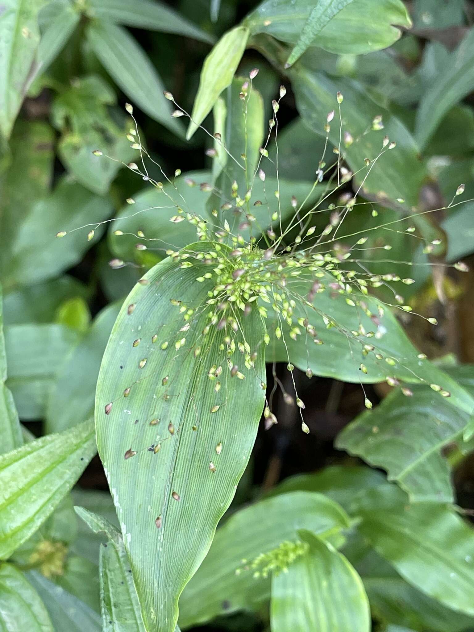 Image of Panicum brevifolium L.