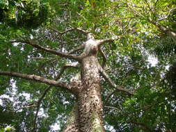 Image of kapoktree