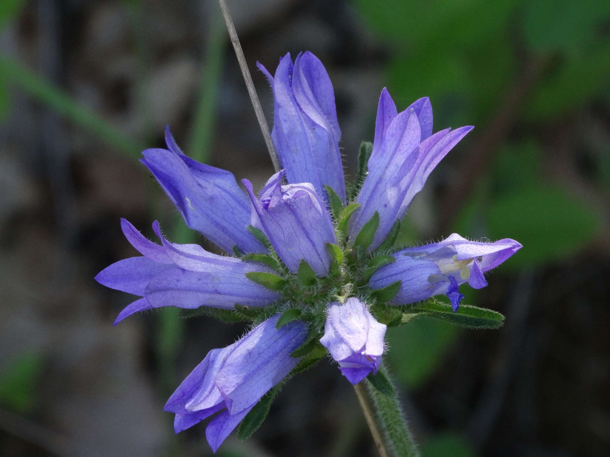 Imagem de Campanula lingulata Waldst. & Kit.