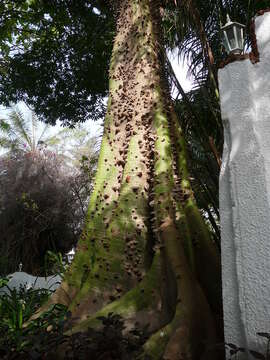 Image of kapoktree