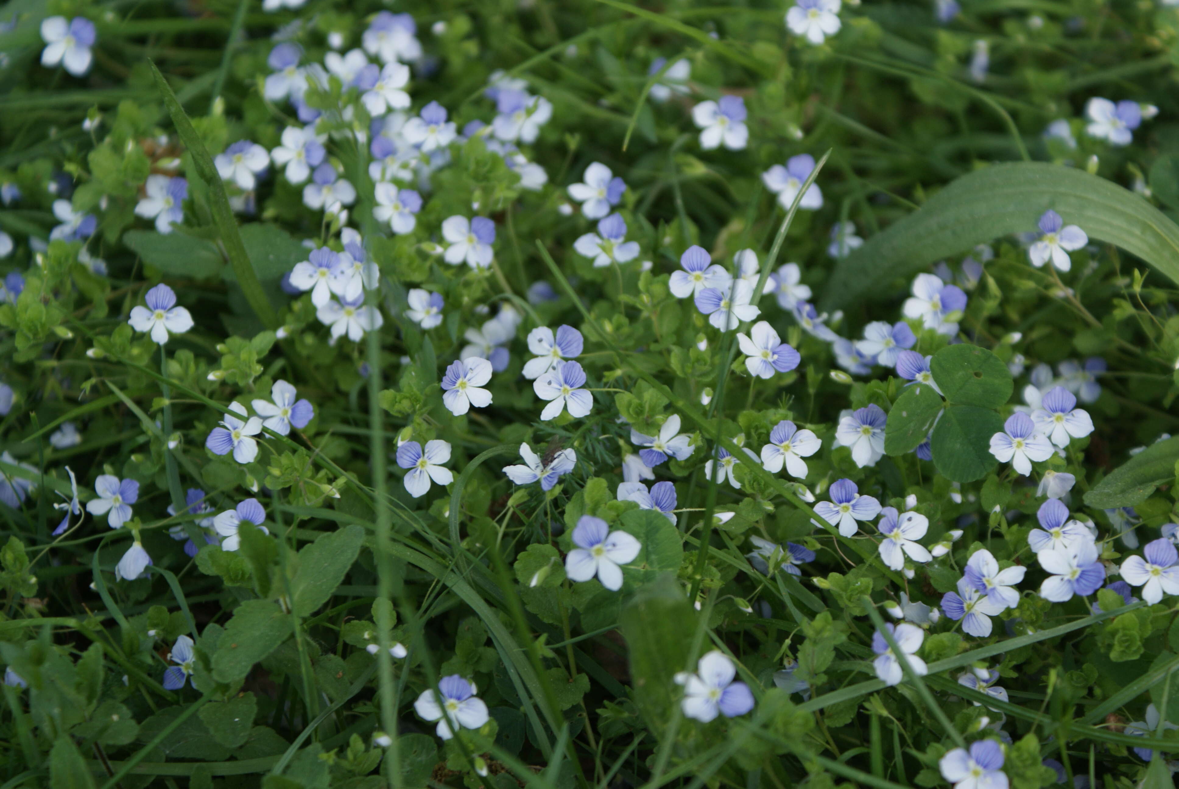 Image of slender speedwell