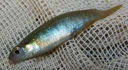 Image of Golden Topminnow