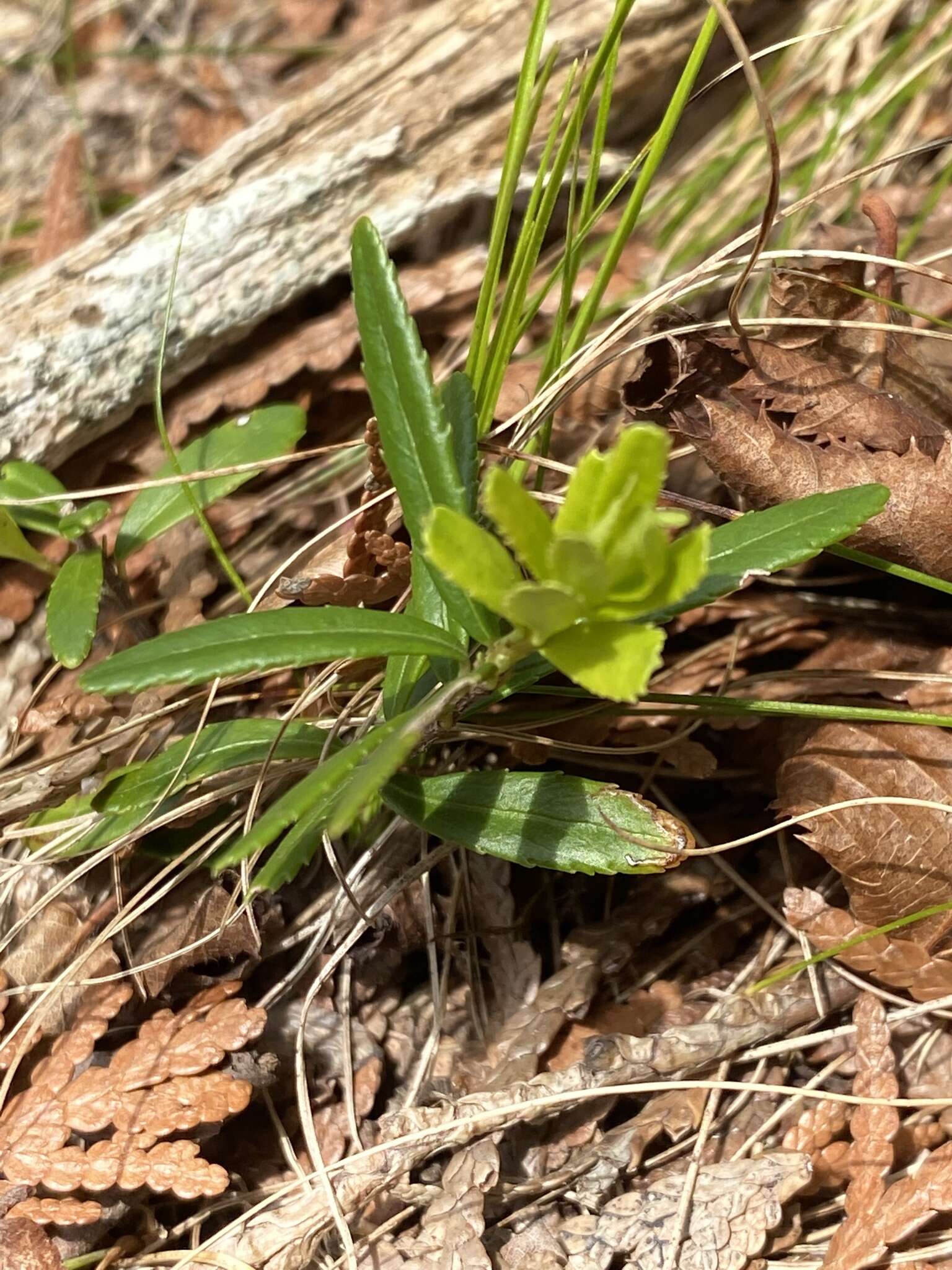 Image of Canby's mountain-lover