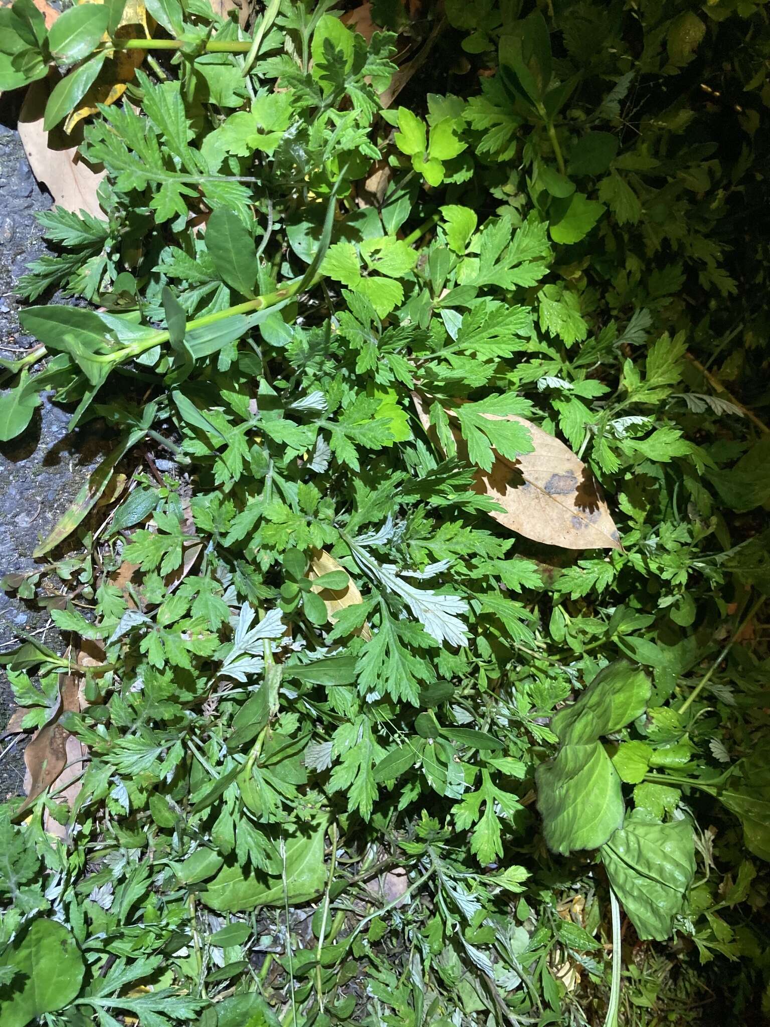 Image of Artemisia argyi H. Lév. & Vaniot