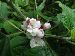 Clerodendrum chinense (Osbeck) Mabb. resmi