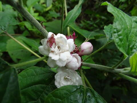 Слика од Clerodendrum chinense (Osbeck) Mabb.