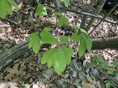 Castanea ozarkensis Ashe的圖片