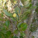 Image of Avicennia marina subsp. australasica (Walp.) J. Everett