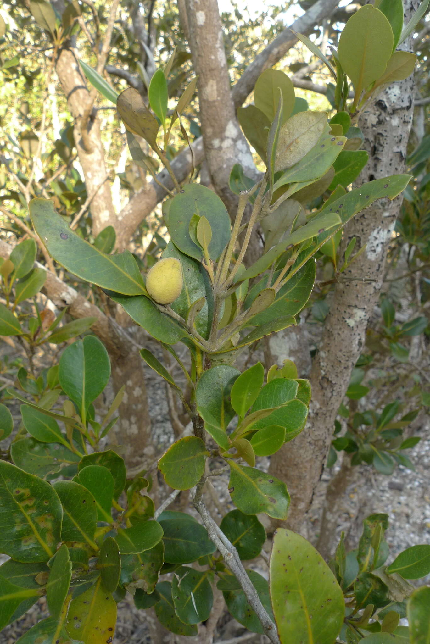 Image of Avicennia marina subsp. australasica (Walp.) J. Everett