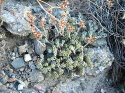 Image of Sedum urvillei DC.