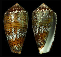 Image of Conus achatinus Gmelin 1791
