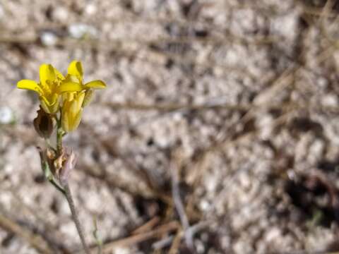 Image of King bladderpod