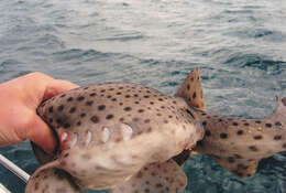 Image of Nursehound