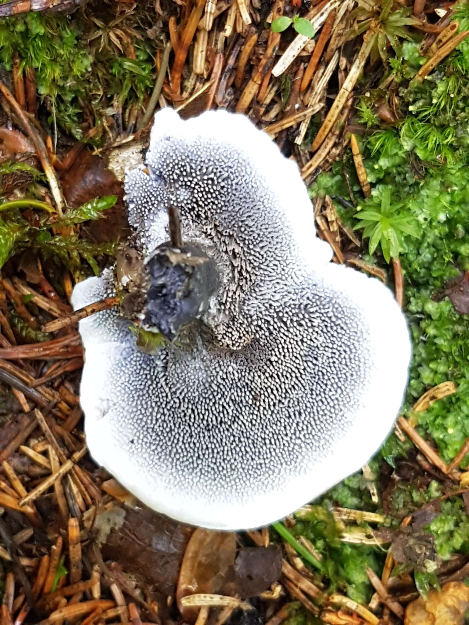 Image of Hydnellum suaveolens (Scop.) P. Karst. 1879