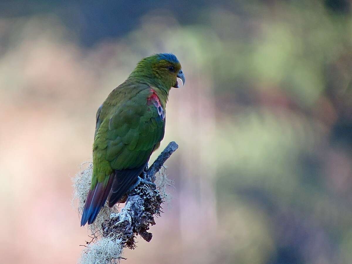 Image of Fuertes's Parrot