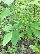 Image of blue huckleberry