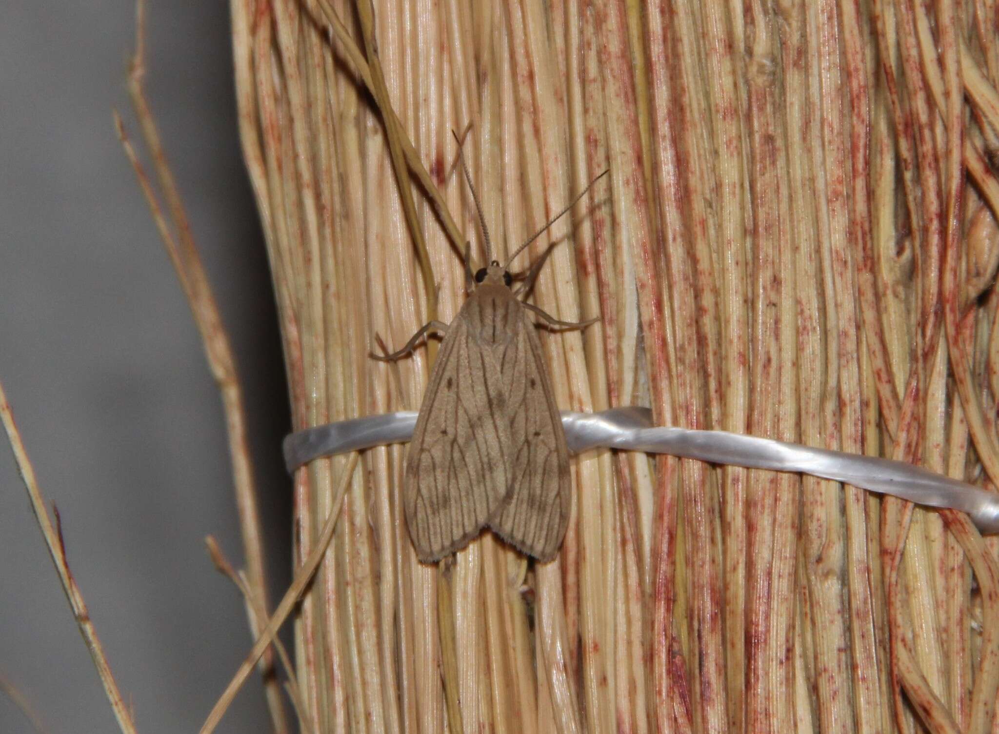 Plancia ëd Agaraea semivitrea Rothschild 1909