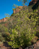 Image de Dodonaea viscosa subsp. angustifolia (L. fil.) J. G. West