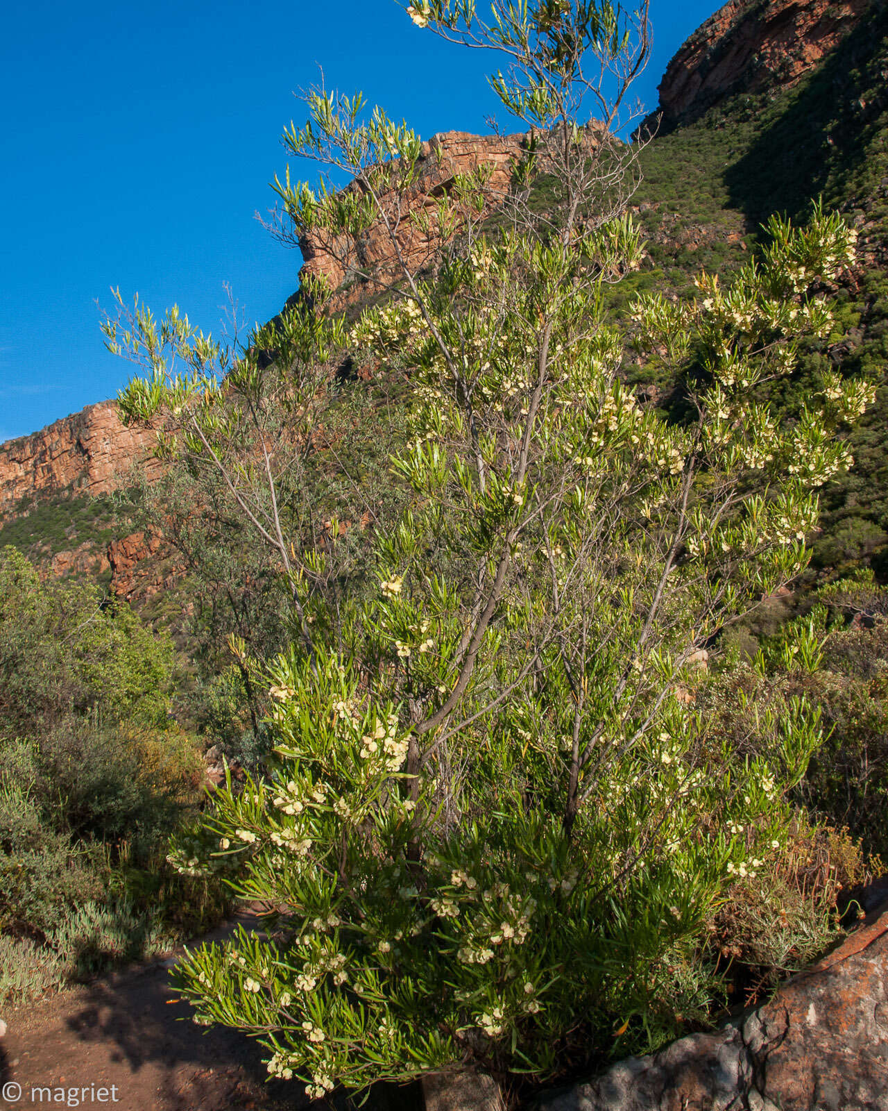 Image de Dodonaea viscosa subsp. angustifolia (L. fil.) J. G. West