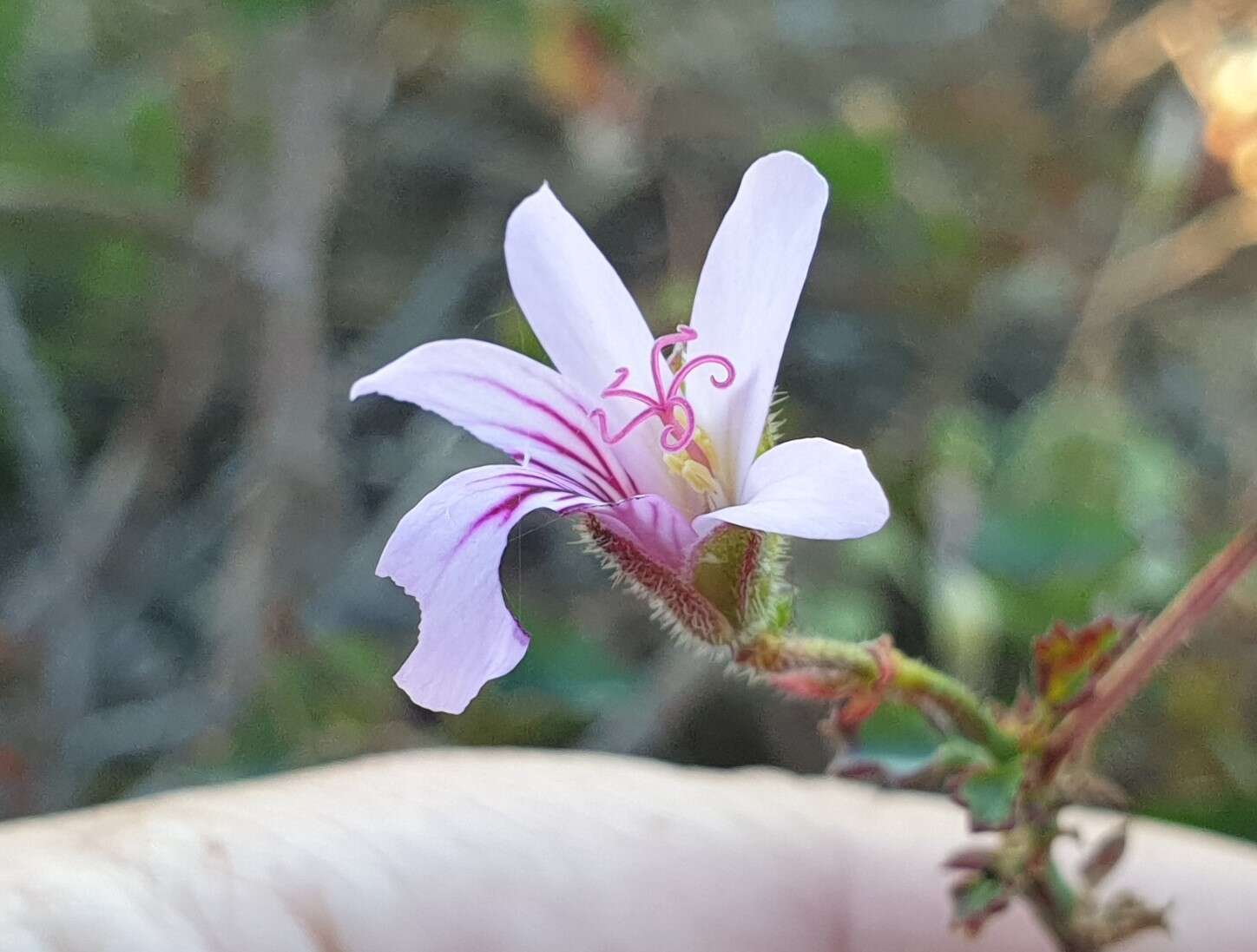 Image of Pelargonium tabulare (Burm. fil.) L'Her.