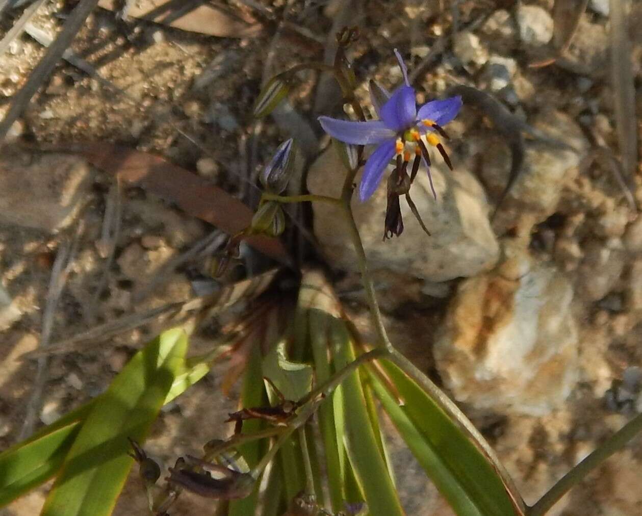 Image of Blueberry Flax Lily