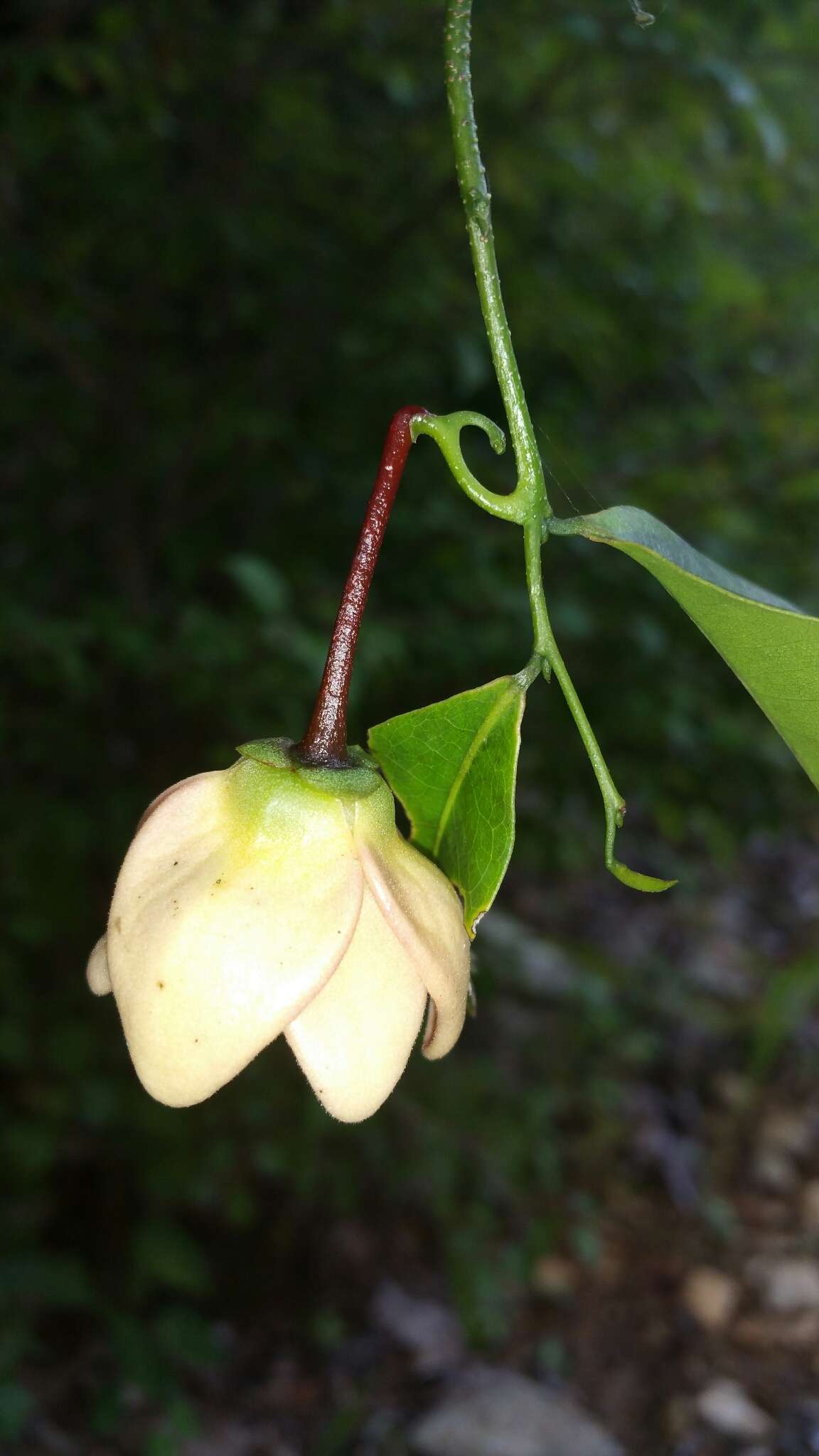 Image of Artabotrys madagascariensis Miq.