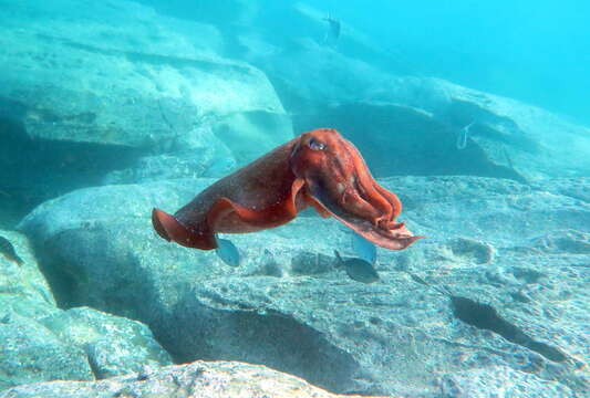 Image of Giant Australian Cuttlefish