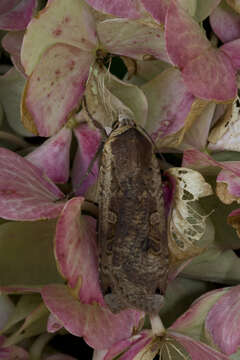 Image of Large Yellow Underwing